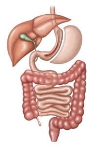 Vertical Sleeve Gastrectomy